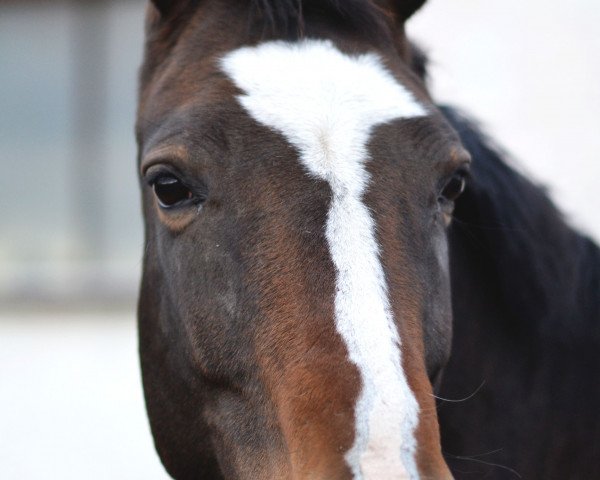 dressage horse Zelda (Swedish Warmblood, 2011, from Figaro R)