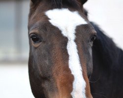 Dressurpferd Zelda (Schwedisches Warmblut, 2011, von Figaro R)