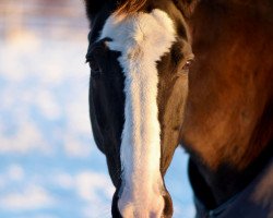 Zuchtstute Bellinda (Schwedisches Warmblut, 1997, von Bellini)