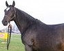 broodmare Dadermie (KWPN (Royal Dutch Sporthorse), 1985, from Joost)
