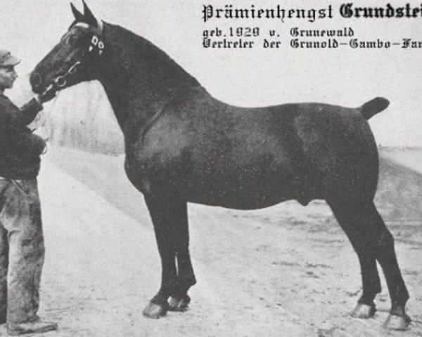 Deckhengst Grundstein 3475 (Oldenburger, 1929, von Grunewald 3428)