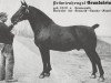 stallion Grundstein 3475 (Oldenburg, 1929, from Grunewald 3428)