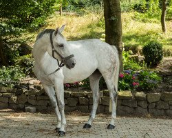 broodmare Rubina 388 (Hanoverian, 2007, from Rhytmo)