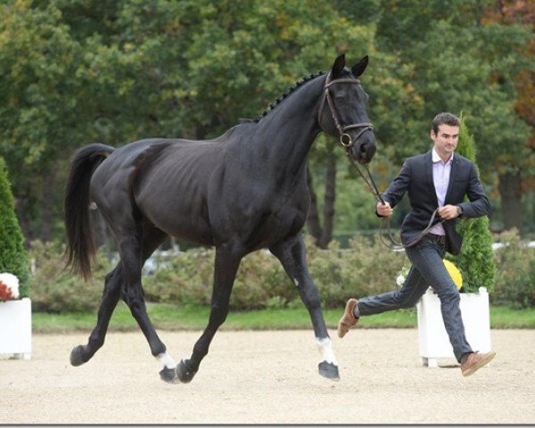 Springpferd Ungaro de Kreisker (Selle Français, 2008, von Armitage)