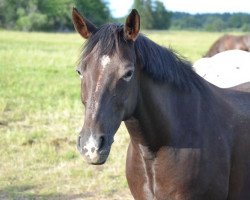 horse Farino (Swedish Riding Pony, 2005, from Kamillo av Haga)