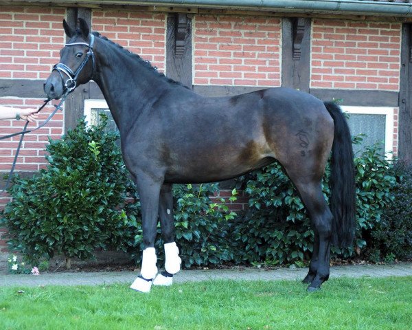 broodmare Tiffany BF (German Riding Pony, 2010, from Tizian)