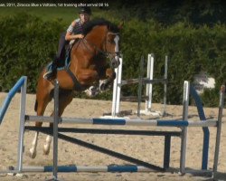 jumper Goodman (KWPN (Royal Dutch Sporthorse), 2011, from Zirocco Blue)