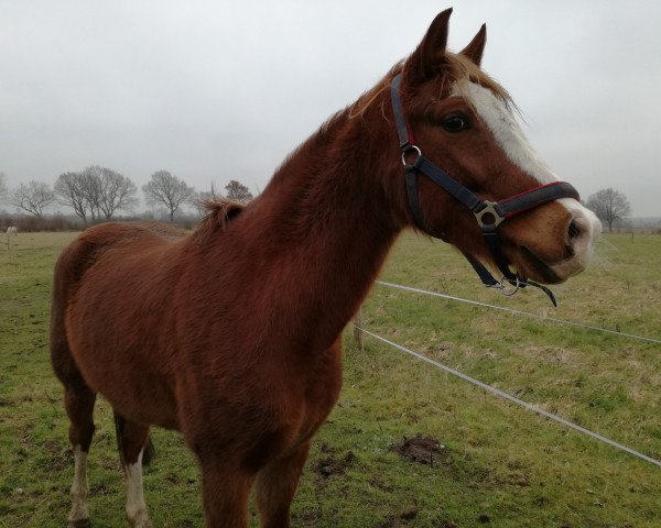 Pferd Carlei (Deutsches Reitpony, 2006, von Charivari)