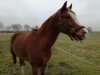 Pferd Carlei (Deutsches Reitpony, 2006, von Charivari)