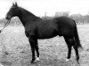 stallion Katouchon AA (Anglo-Arabs, 1976, from Dionysos II AA)