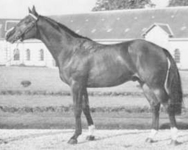 stallion Emir du Mesnil (Selle Français, 1970, from Night and Day xx)