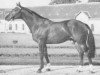 stallion Emir du Mesnil (Selle Français, 1970, from Night and Day xx)