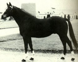 stallion Moon Mountain xx (Thoroughbred, 1966, from Mourne xx)