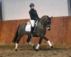 horse Stute (German Riding Pony, 2008, from Three-Stars Dumbledore)