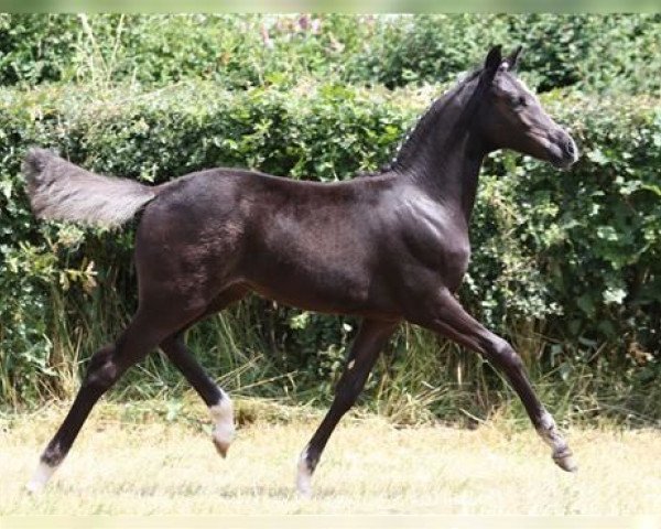 jumper Fohlen (German Riding Pony, 2016, from Der Kleine Lord)