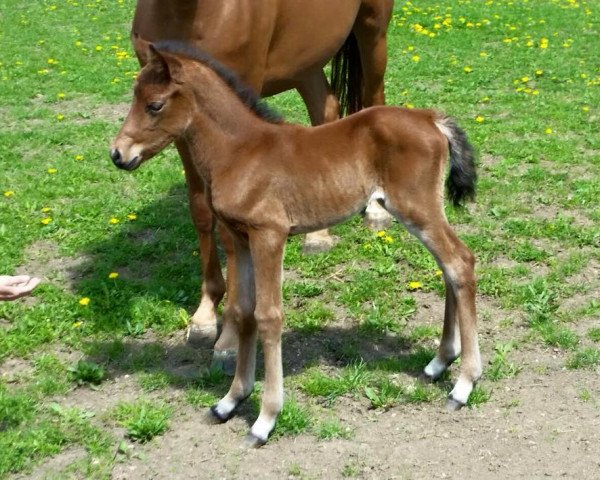 Springpferd AMD My Maydream (Deutsches Reitpony, 2015, von Der Kleine Lord)