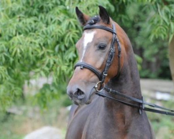 stallion Der Kleine Lord (German Riding Pony, 2006, from Da Capo)