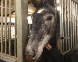 dressage horse Mercedes (Swedish Warmblood, 2013, from Heslegård's Rubin)