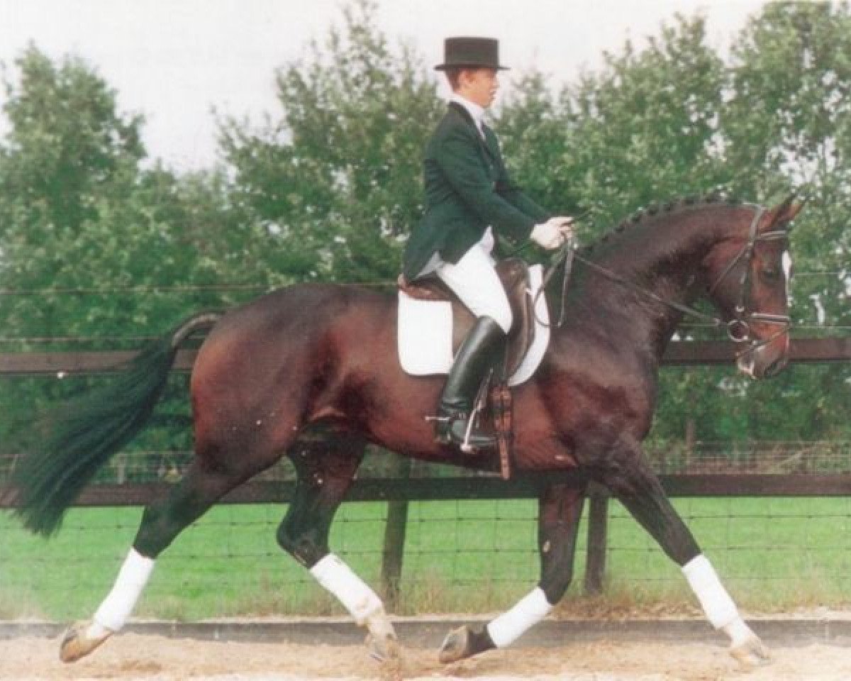 Deckhengst Horatio (KWPN (Niederländisches Warmblut), 1989, von Ramiro Z)