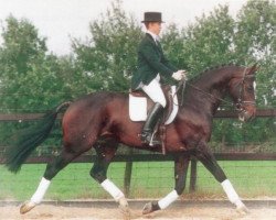 stallion Horatio (KWPN (Royal Dutch Sporthorse), 1989, from Ramiro Z)