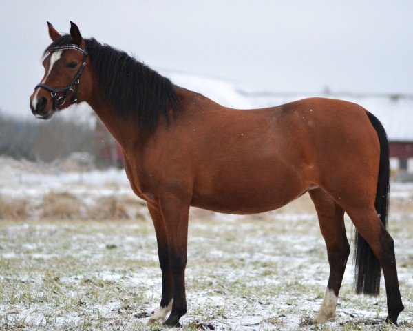 Pferd Manessa (Araber, 1999, von Etyde)