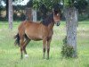 broodmare Shakira de Circee (Selle Français, 2006, from Mr Blue)