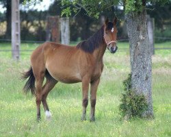 broodmare Shakira de Circee (Selle Français, 2006, from Mr Blue)