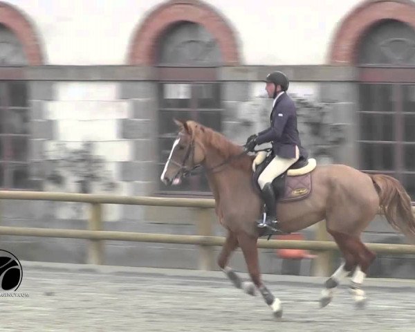 Springpferd Alegria de Kreisker (Selle Français, 2010, von Calvaro Z)