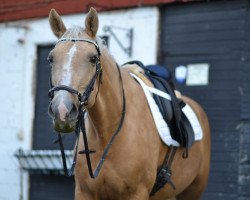 horse Thies (Swedish Warmblood, 2000, from Labrador)