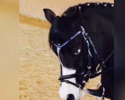 dressage horse Bünteeichen Holly S (Welsh mountain pony (SEK.A), 2007, from Noorddijk's Kuifje)