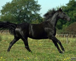 broodmare Azaria (Schlesier, 2005, from Asam)