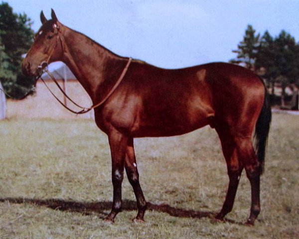 horse The Cobbler xx (Thoroughbred, 1945, from Windsor Slipper xx)