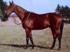 stallion The Cobbler xx (Thoroughbred, 1945, from Windsor Slipper xx)