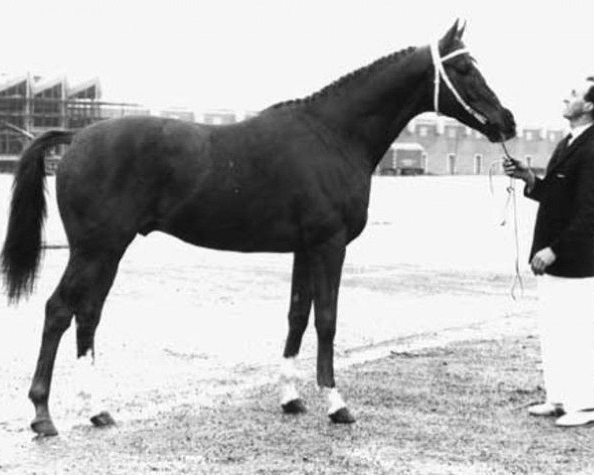 stallion Cobbler's Thread xx (Thoroughbred, 1955, from The Cobbler xx)