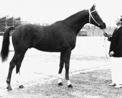 stallion Cobbler's Thread xx (Thoroughbred, 1955, from The Cobbler xx)