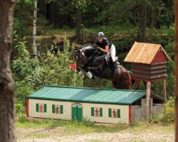 stallion Castar 4 (Zangersheide riding horse, 2010, from Casall Ask)