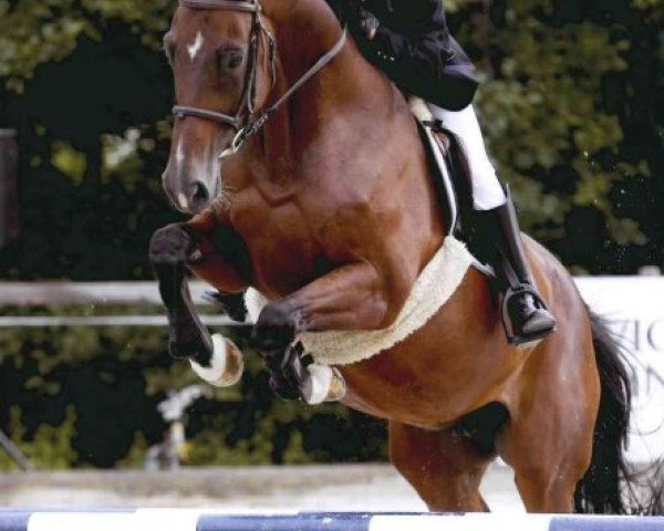 broodmare Emilie des Baumes CH (Swiss Warmblood, 1997, from Henzo)