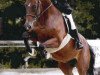 broodmare Emilie des Baumes CH (Swiss Warmblood, 1997, from Henzo)