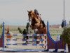 horse Jupiter des Baumes (Swiss Warmblood, 2002, from Wandango)