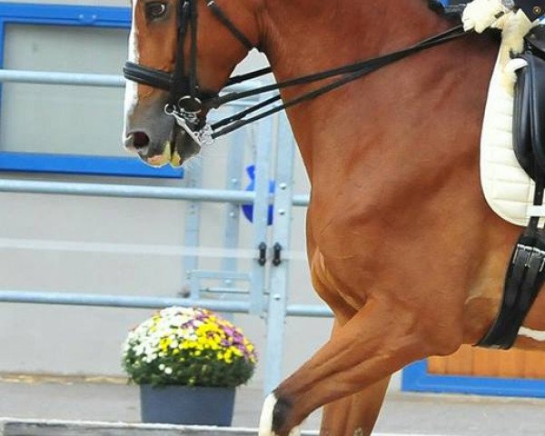 horse Oriska 2 (Trakehner, 2005, from Biotop)