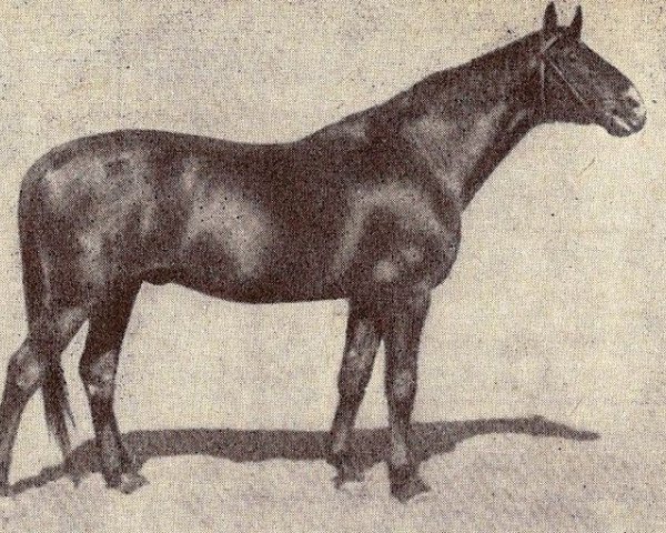 stallion Artus (Trakehner, 1925, from Flandern)