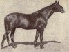 stallion Artus 1161 POL (Trakehner, 1925, from Flandern)