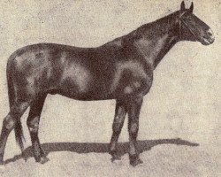 stallion Artus (Trakehner, 1925, from Flandern)