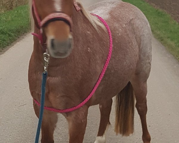 broodmare Indian Summer (Kleines Deutsches Pony, 2014, from Karat's Meteor)