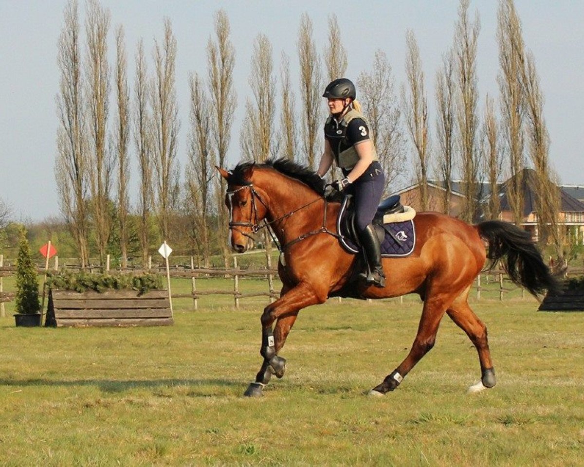 Springpferd Newton 51 (Oldenburger Springpferd, 2010, von Norman)