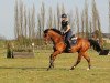 jumper Newton 51 (Oldenburg show jumper, 2010, from Norman)