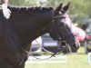 broodmare Nomination (German Riding Pony, 2005, from Nabucco R)