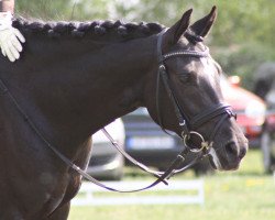 Zuchtstute Nomination (Deutsches Reitpony, 2005, von Nabucco R)