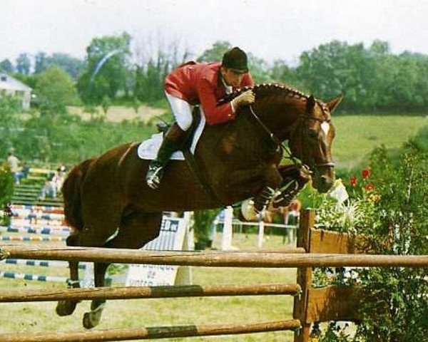 stallion Melkior du Montois (Selle Français, 1978, from Kibrahim)
