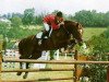 stallion Melkior du Montois (Selle Français, 1978, from Kibrahim)